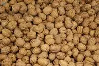 Franquette Walnuts