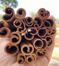 Finger Cassia (Cigarette Cassia/ Cassia Vera)