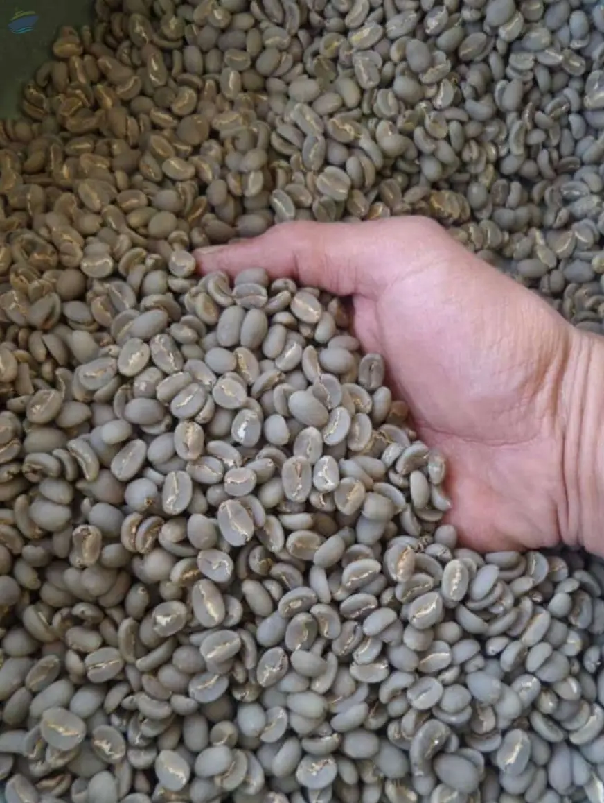 Coffee Beans Arabica Java Preanger