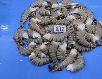 Vannamei Shrimps & Black Tiger Shrimps