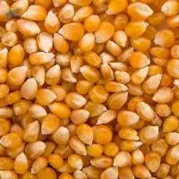 Maize
