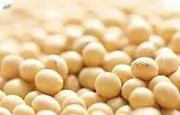Soybean Non-GMO