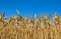Durum Wheat