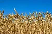 Durum Wheat