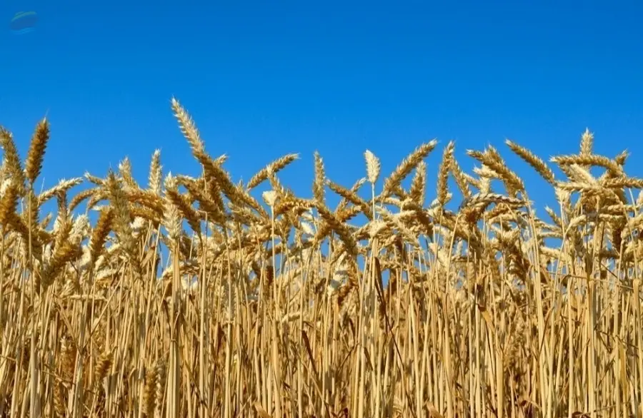 Durum Wheat