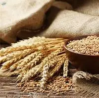 Milling Wheat