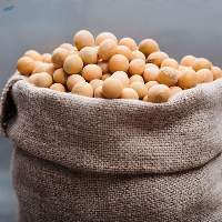 GMO-Soybean