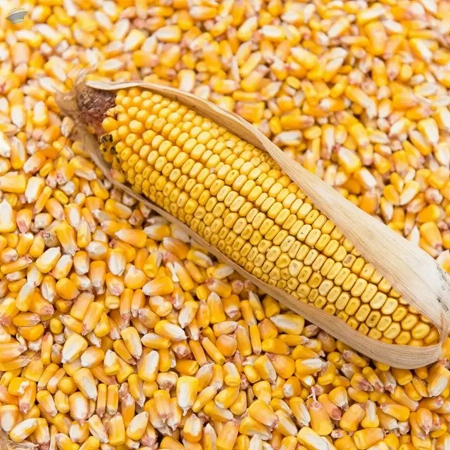 Non-GMO Yellow Corn