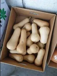 Butternut Pumpkin