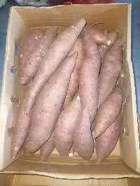 Sweet Potato