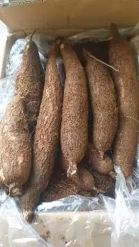 Tapioca