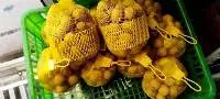 Longan