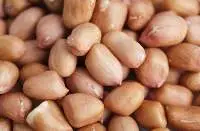 Groundnut