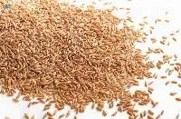 Bhalia Wheat