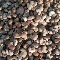 Raw Cashew Nut
