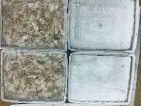 Baby Octopus
