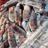 Frozen Black Squid