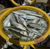 Frozen Indian Mackerel Fish