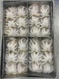 Frozen Baby Octopus