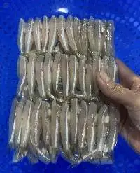 Frozen Anchovy Fish