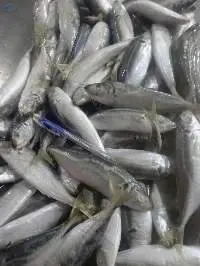 Frozen Round Scad
