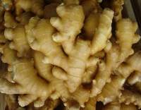 Fresh Ginger