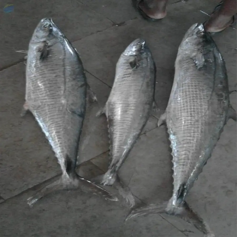 Fresh, Frozen Mackerel Fish by Marjan Alwadi Foodstuffs Trading LLC