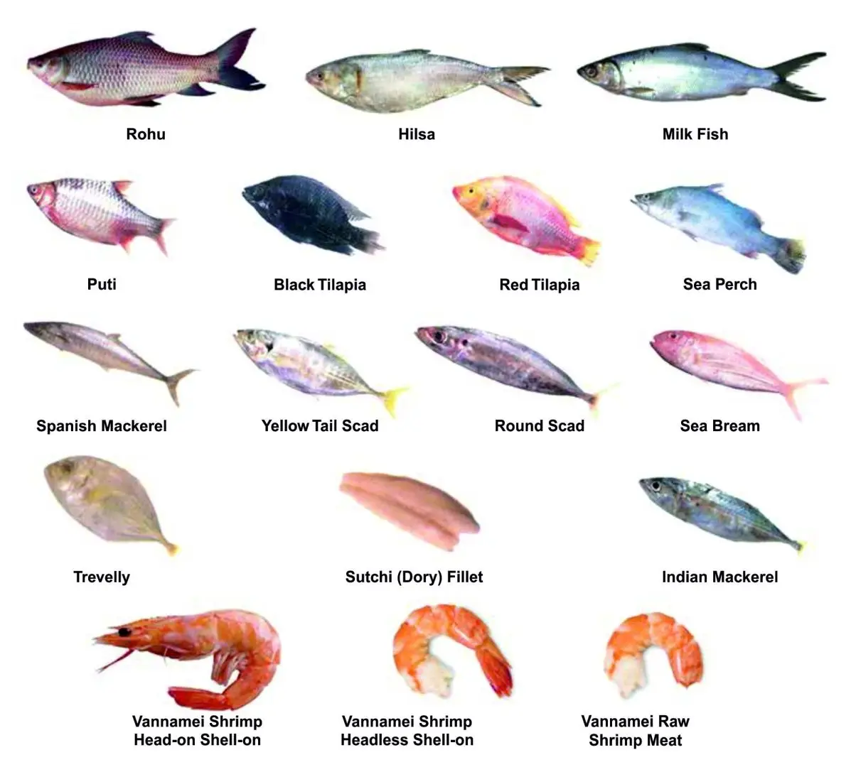 fishes-by-qayiz-international-supplier-from-india-product-id-1675266