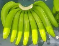 Cavendish Banana