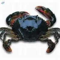 Crab