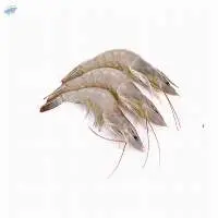 Vannamei Shrimps