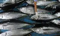 Tuna