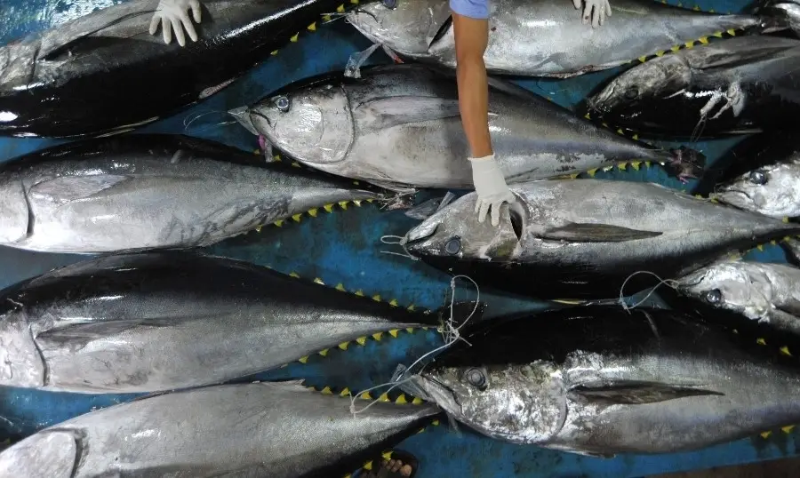 Tuna