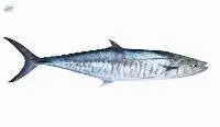 Spanish Mackerel/seer/tenggiri