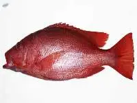 Red Snapper
