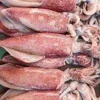 Frozen Squid