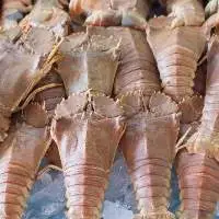 Slipper Prawn/Slipper Lobster