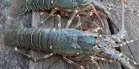 Fresh Lobster