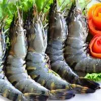 Black Tiger Prawn