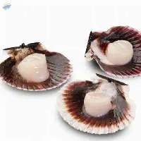 Half Shell Scallops