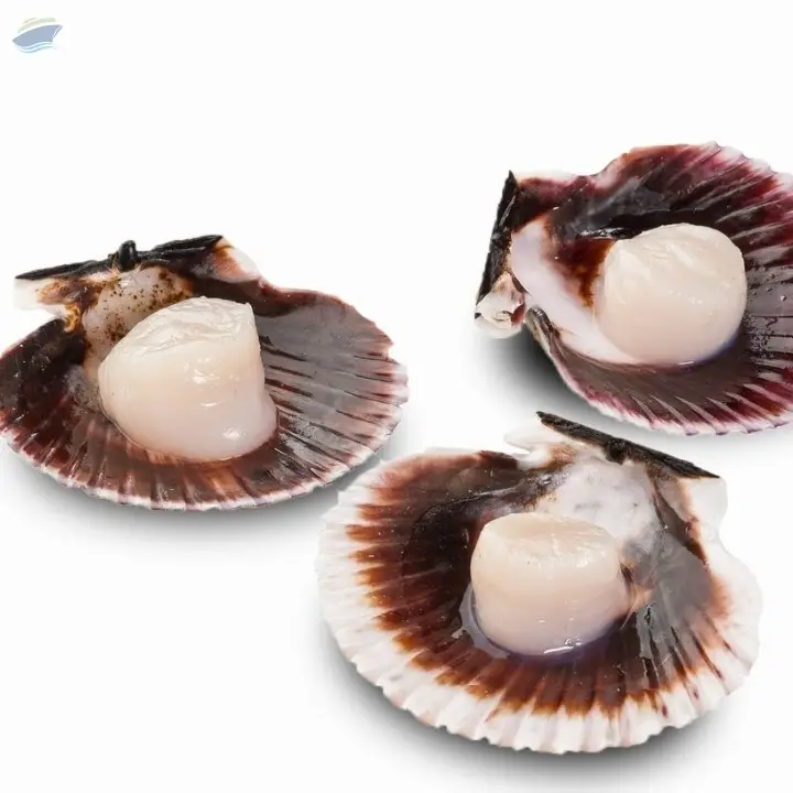 Half Shell Scallops