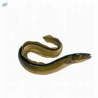 EEL /Belut