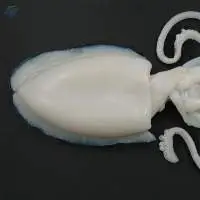 Cuttlefish