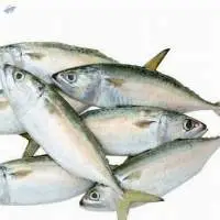 Indian Mackerel