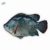 Nile Tilapia