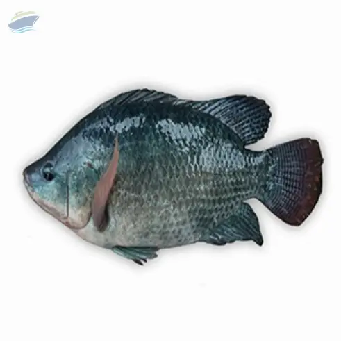 Nile Tilapia