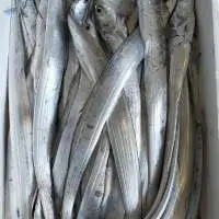 Ribbon Fish