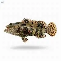 Grouper / Kerapu