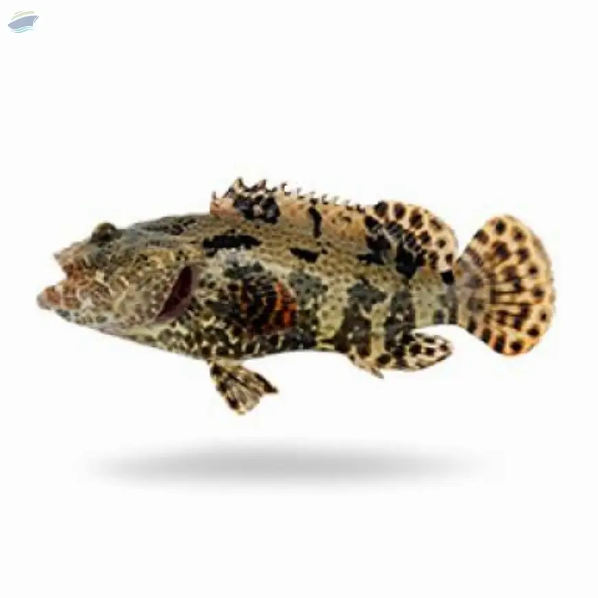 Grouper / Kerapu