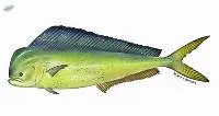 Mahi Mahi Fish